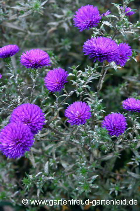 Symphyotrichum novi-belgii – Glattblattaster, Neubelgienaster