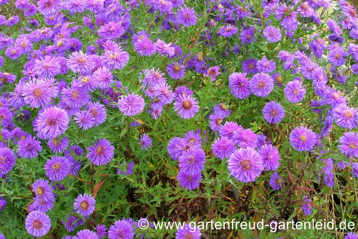 Symphyotrichum novi-belgii &ndash; Glattblattaster, Neubelgienaster