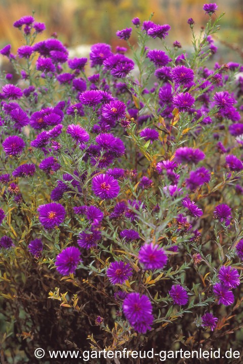 Symphyotrichum novi-belgii &ndash; Glattblattaster, Neubelgienaster