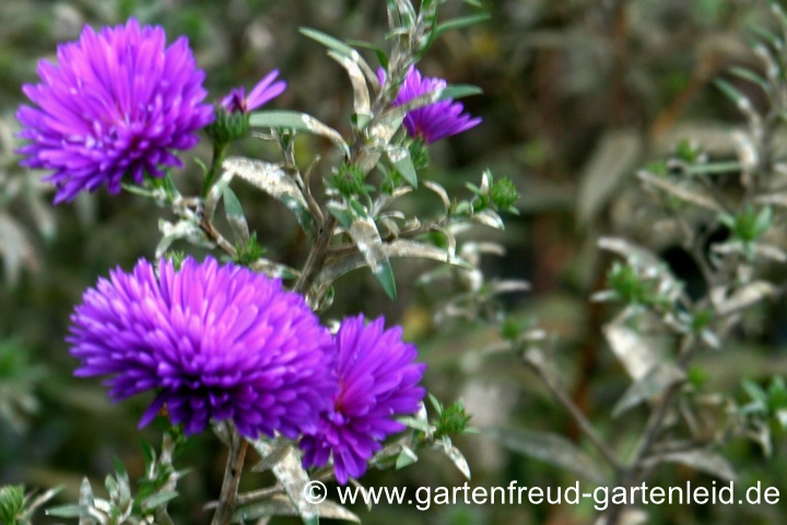 Symphyotrichum novi-belgii &ndash; Glattblattaster, Neubelgienaster mit starkem Mehltau