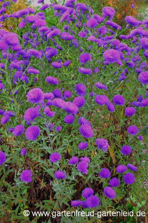 Symphyotrichum novi-belgii – Glattblattaster, Neubelgienaster
