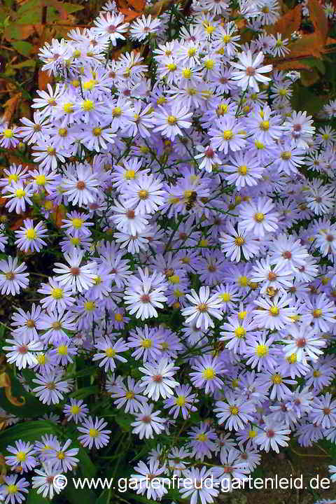 Symphyotrichum oolentangiense (Aster azureus) – Himmelblaue Aster