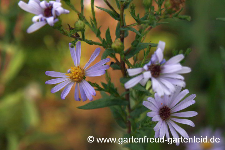 Symphyotrichum oolentangiense (Aster azureus) – Himmelblaue Aster