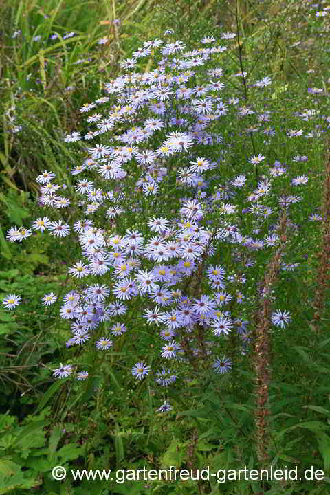 Symphyotrichum oolentangiense (Aster azureus) – Himmelblaue Aster