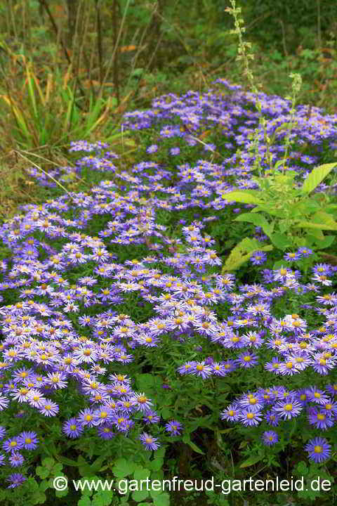 Symphyotrichum-Dumosum-Hybride (Aster-Dumosus-Hybride) – Kissen-Aster