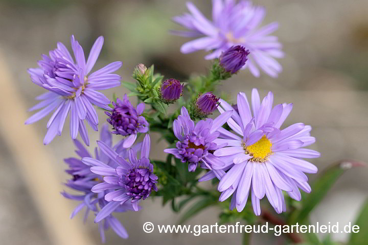 Symphyotrichum-Dumosum-Hybride (Aster-Dumosus-Hybride) – Kissen-Aster