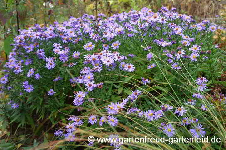 Symphyotrichum-Dumosum-Hybride (Aster-Dumosus-Hybride) – Kissenaster