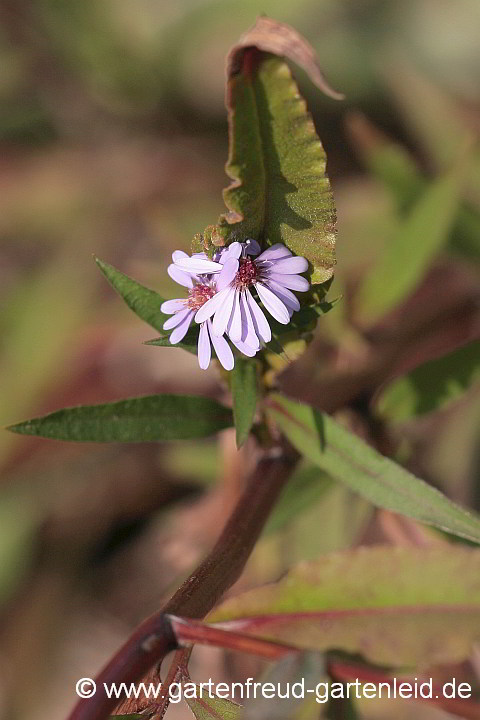 Symphyotrichum – Herbst-Aster, Blüten