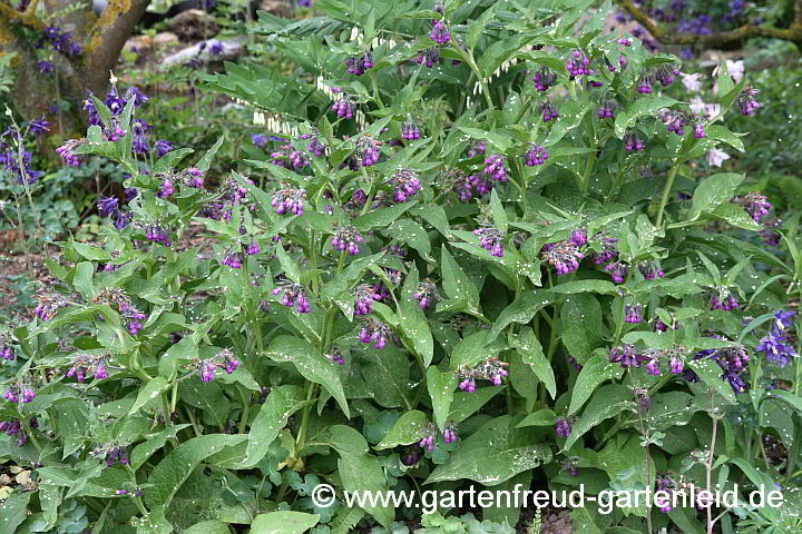 Symphytum officinale – Gewöhnlicher Beinwell