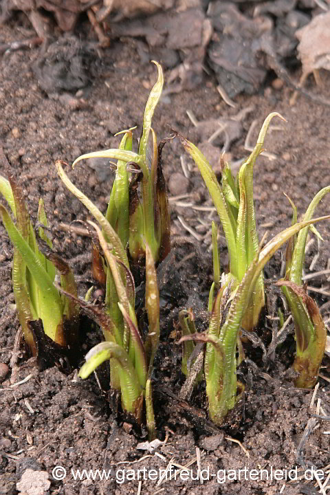 Symphytum officinale – Gewöhnlicher Beinwell bzw. Arznei-Beinwell, Austrieb