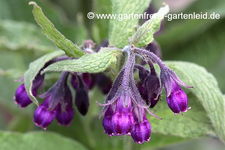 Symphytum officinale – Gewöhnlicher Beinwell, Blüten