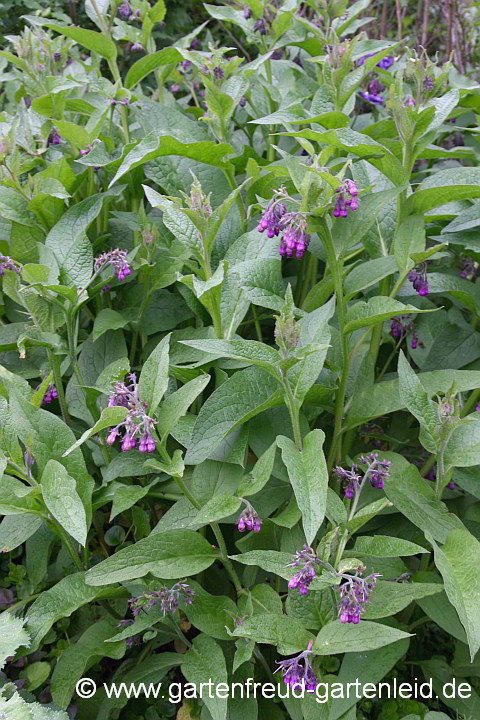 Symphytum officinale – Gewöhnlicher Beinwell bzw. Arznei-Beinwell