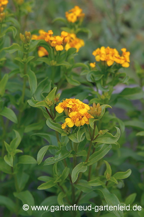 Tagetes lucida – Winterestragon
