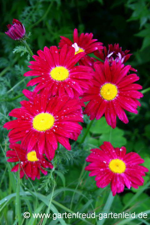 Tanacetum coccineum 'Robinsons Rote' – Bunte Margerite