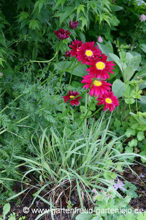 Tanacetum coccineum 'Robinsons Rote' – Bunte Margerite