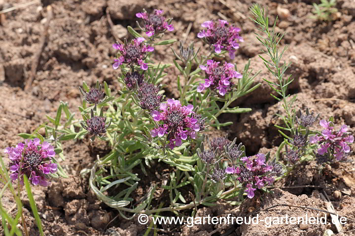 Teucrium 'Ackermannii' – Zwerg-Gamander