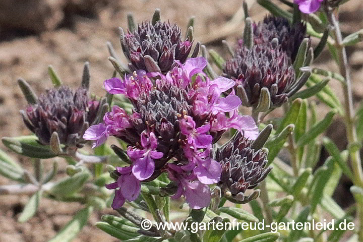 Teucrium 'Ackermannii' – Zwerg-Gamander, Blüten