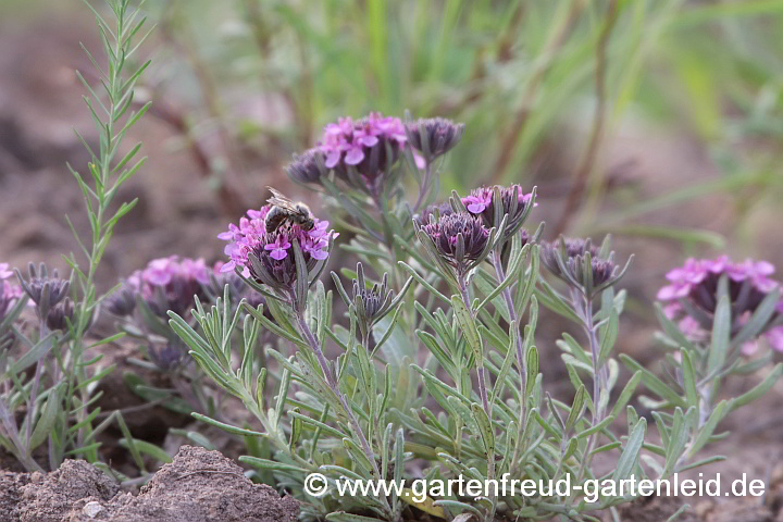 Teucrium 'Ackermannii' – Zwerg-Gamander mit Honigbiene