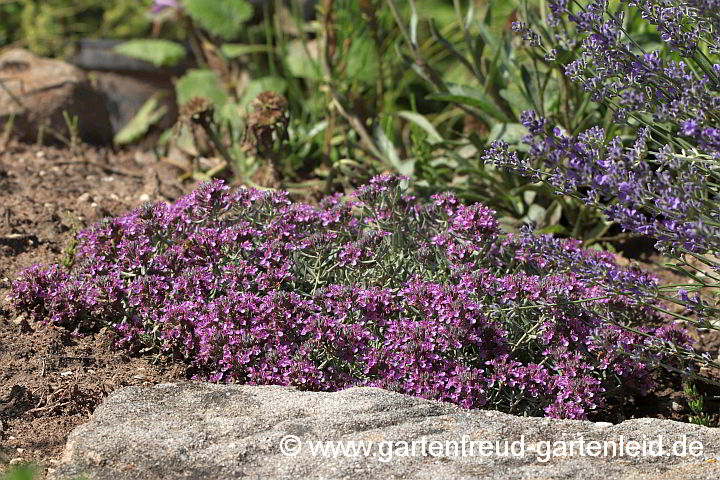 Teucrium 'Ackermannii' – Zwerg-Gamander