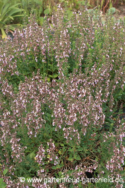 Teucrium chamaedrys – Edel-Gamander, Sämling