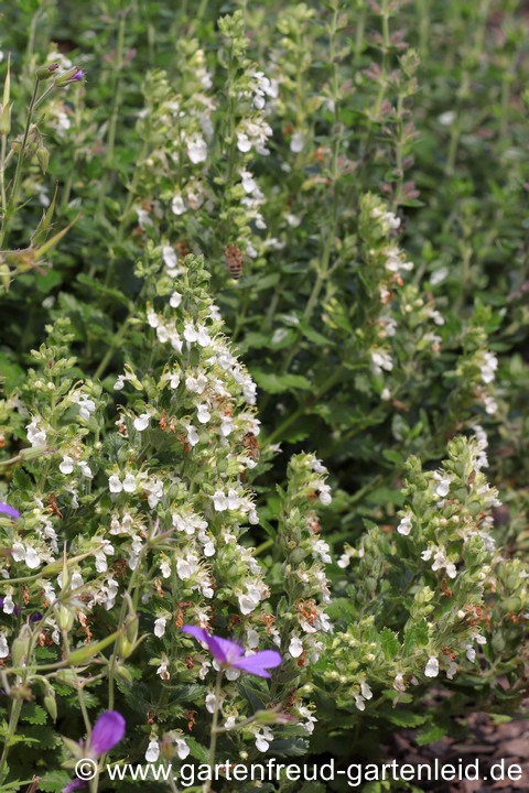 Teucrium chamaedrys 'Album' &ndash; Edel-Gamander