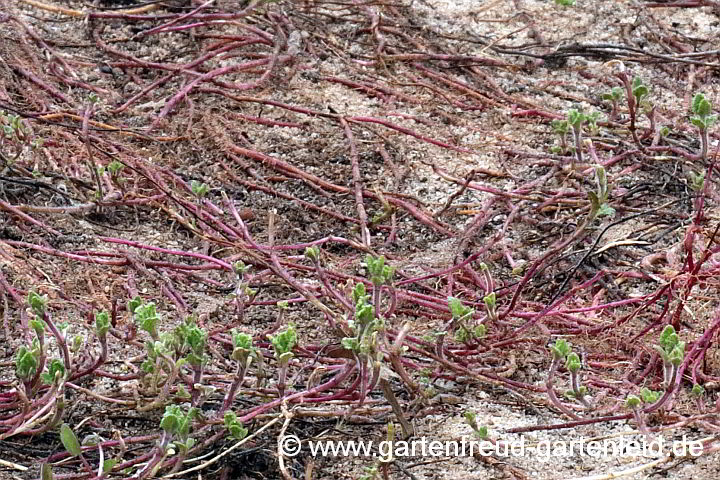 Teucrium chamaedrys – Edel-Gamander, Ausläufer