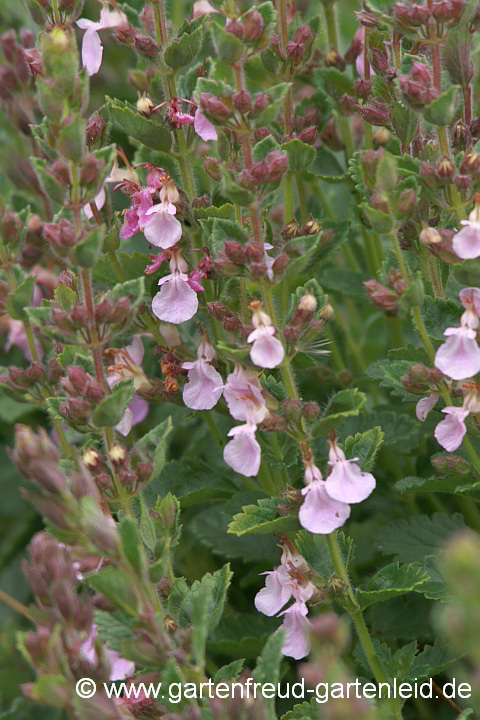 Teucrium chamaedrys – Edel-Gamander, Blütenstand