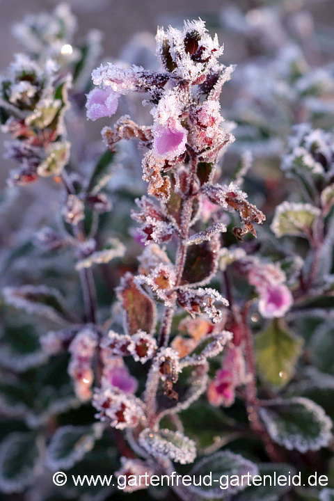 Teucrium chamaedrys – Edel-Gamander mit Raureif