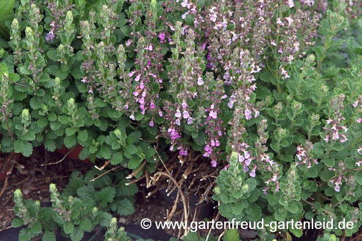 Teucrium chamaedrys – Edel-Gamander