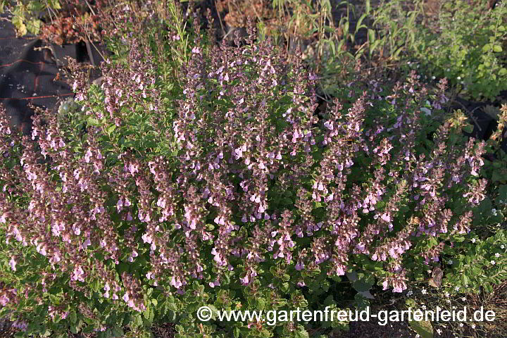 Teucrium chamaedrys – Edel-Gamander