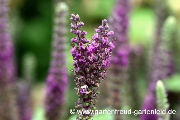 Teucrium hyrcanicum – Persischer Gamander, Blütenanomalie