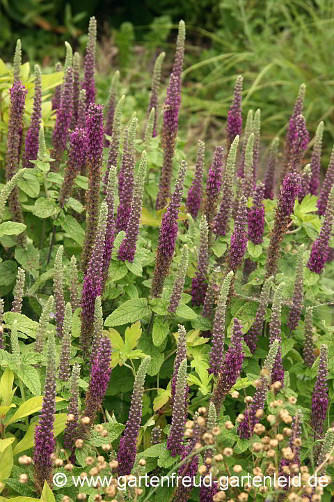 Teucrium hyrcanicum – Persischer Gamander, Kaukasus-Gamander