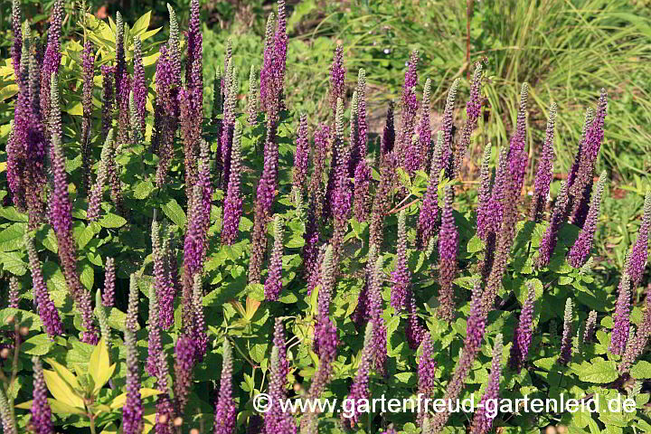 Teucrium hyrcanicum – Persischer Gamander, Kaukasus-Gamander