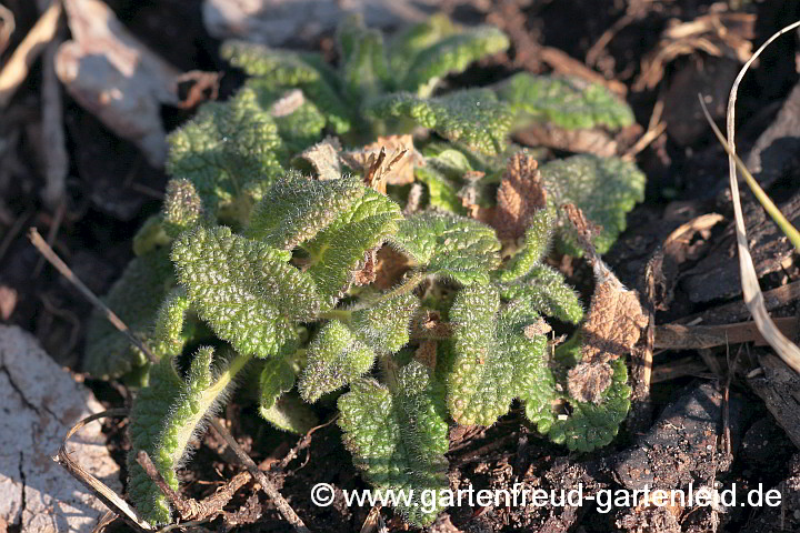 Teucrium hyrcanicum – Kaukasus-Gamander im Vorfrühling