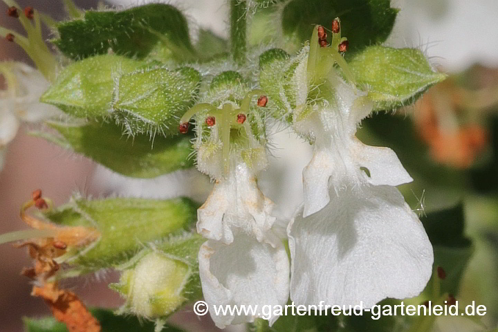 Teucrium x lucidrys `Alba´ – Garten-Gamander, Immergrüner Gamander