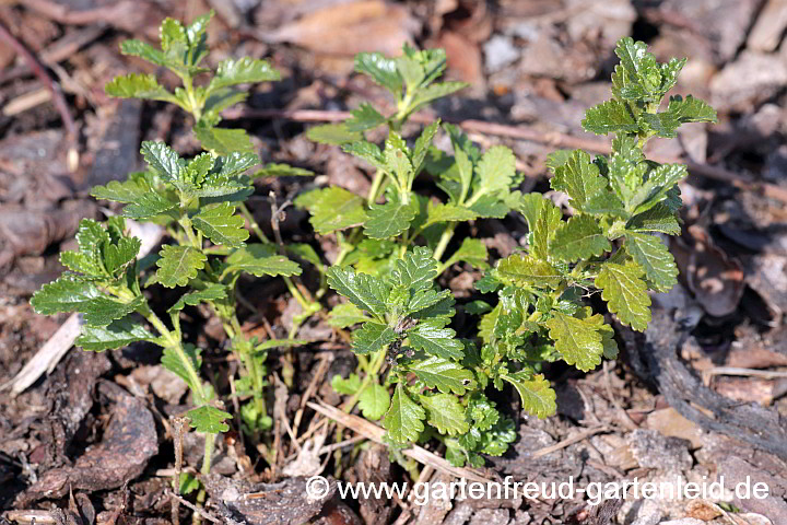 Teucrium x lucidrys 'Alba' – Garten-Gamander, Immergrüner Gamander im Frühjahr