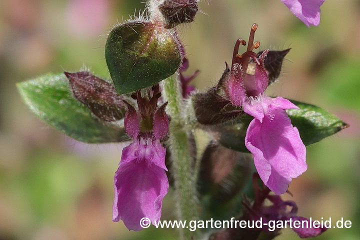 Teucrium x lucidrys – Garten-Gamander, Immergrüner Gamander, Blüten