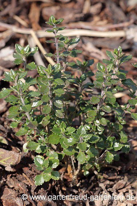 Teucrium x lucidrys – Garten-Gamander, Immergrüner Gamander im Frühjahr