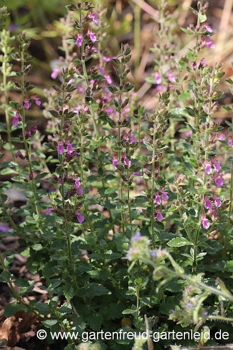 Teucrium x lucidrys – Garten-Gamander, Immergrüner Gamander