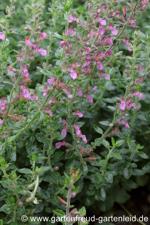 Teucrium x lucidrys &ndash; Garten-Gamander, Immergr&uuml;ner Gamander