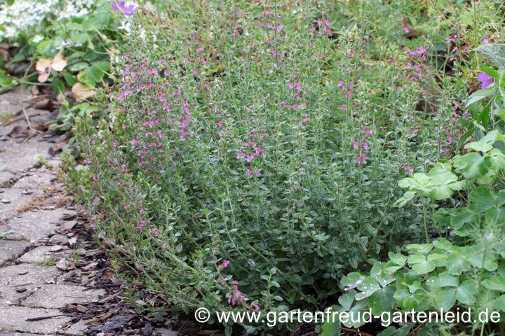 Teucrium x lucidrys &ndash; Garten-Gamander, Immergr&uuml;ner Gamander
