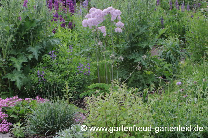 Thalictrum aquilegifolium – Akeleiblättrige Wiesenraute