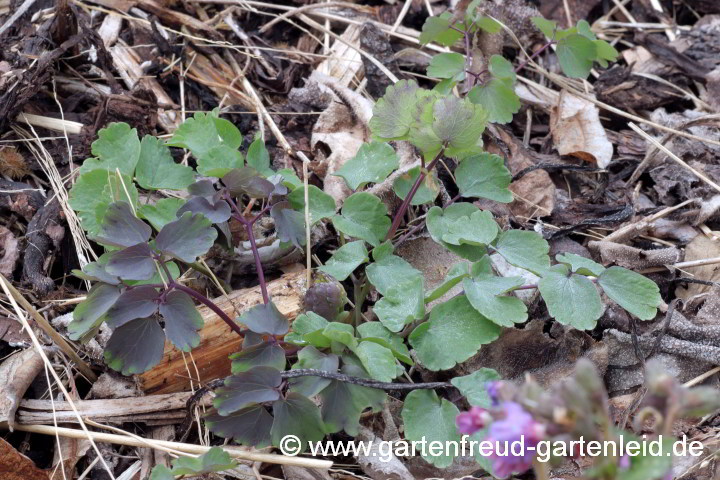 Thalictrum aquilegifolium (Akeleiblättrige Wiesenraute) – Austrieb