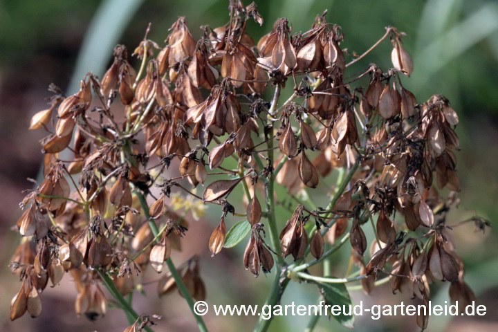 Thalictrum aquilegifolium (Akeleiblättrige Wiesenraute) – Reife Samen