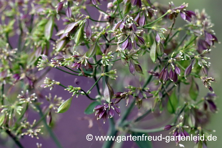 Thalictrum aquilegifolium (Akeleiblättrige Wiesenraute) – Samenansatz