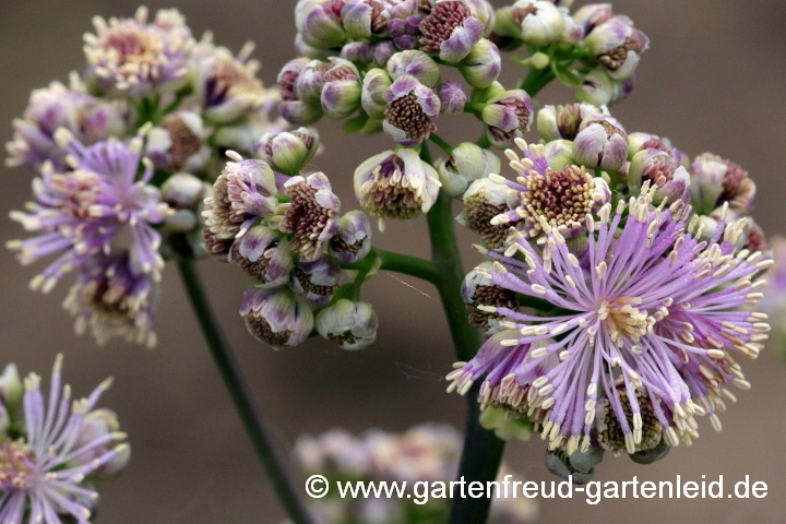 Thalictrum aquilegifolium (Akeleiblättrige Wiesenraute) – Knospen