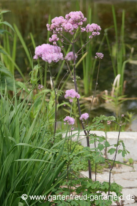 Thalictrum aquilegifolium – Akeleiblättrige Wiesenraute