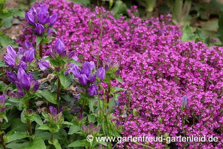 Thymus serpyllum 'Coccineus' mit Campanula glomerata 'Acaulis' – Sand-Thymian mit Knäuel-Glockenblume