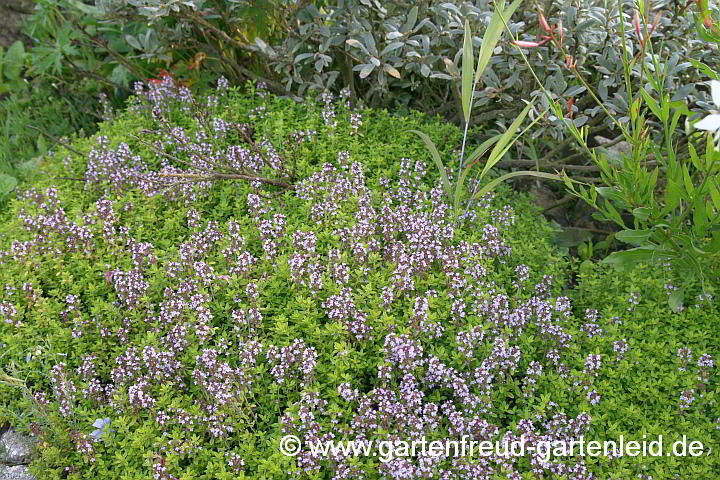 Thymus x citriodorus – Zitronen-Thymian