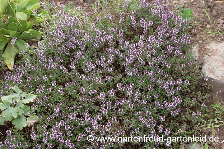 Thymus pulegioides – Feld-Thymian, Arznei-Thymian